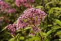 Eupatorium purpureum-6 Sadziec purpurowy